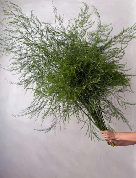 Thumbnail Image of Asparagus Fern