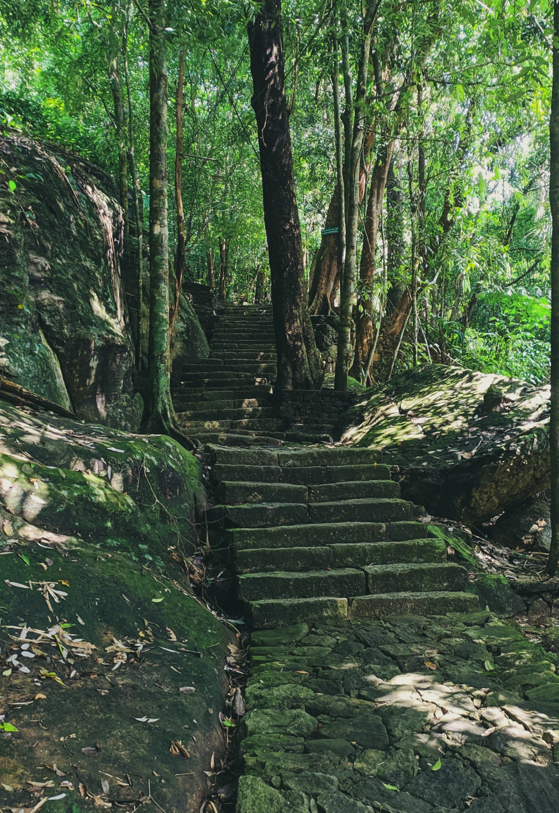 Dense green canopy of Bodinagala Forest Reserve in warm natural light, Sri Lanka