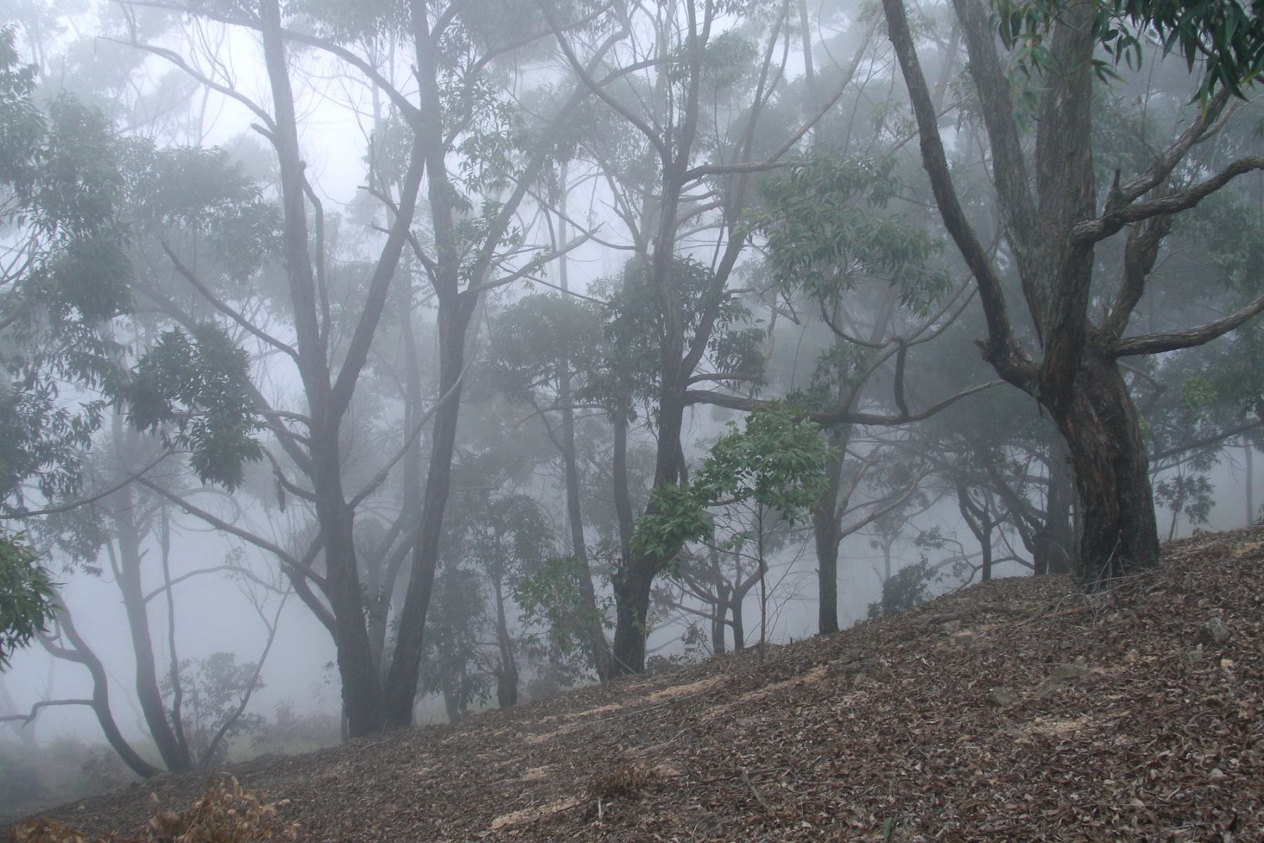 Cloud forest in warm morning fog above Ella Valley, Sri Lanka