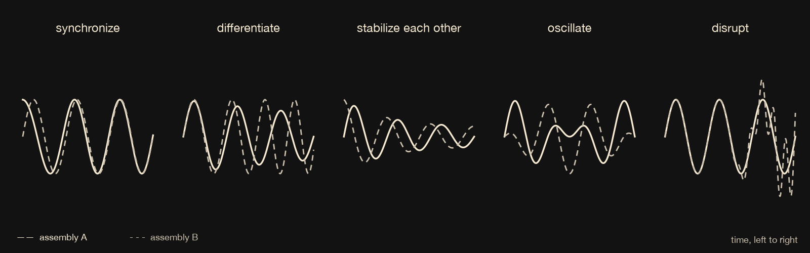 Five small panels, each showing two wave-like time series for assembly A (solid) and assembly B (dashed): synchronize, where the waves fall into step; differentiate, where their rhythms drift apart; stabilize each other, where both calm down; oscillate, where activity passes back and forth; disrupt, where B breaks into irregular spikes.