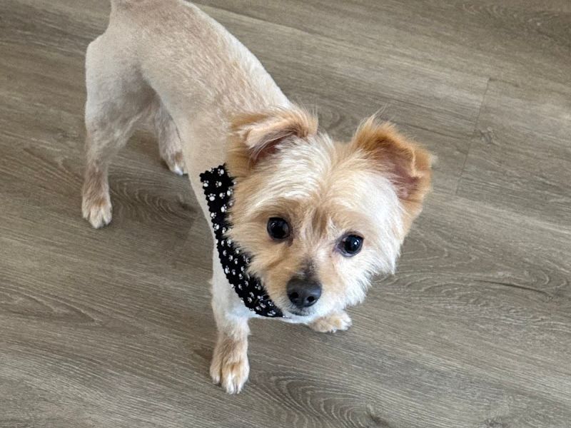 Amys Pet Grooming