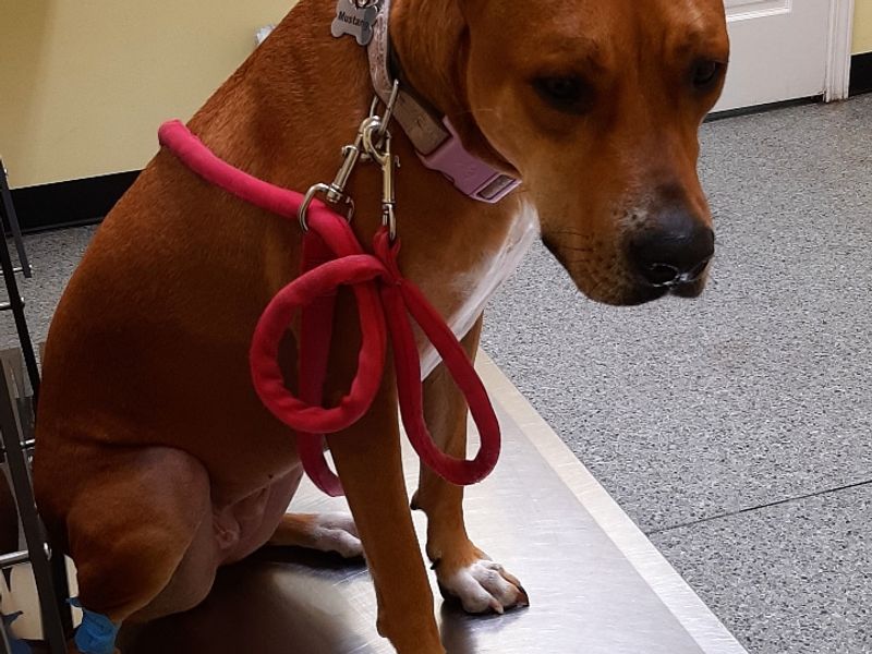 Douglasville Veterinary Hospital