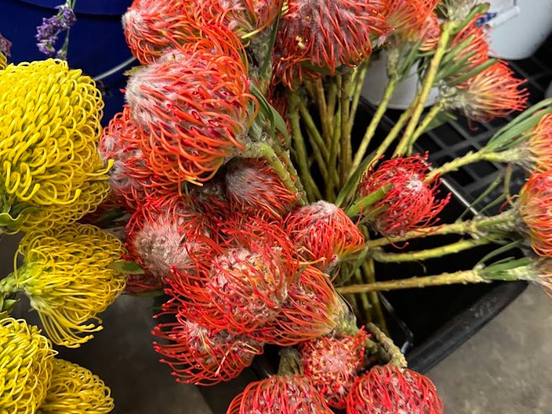 Carlstedt's Wholesale Florist