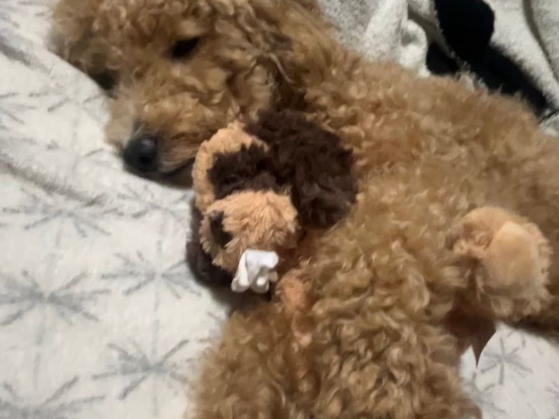 Shanis Luxury Pooches and Pups