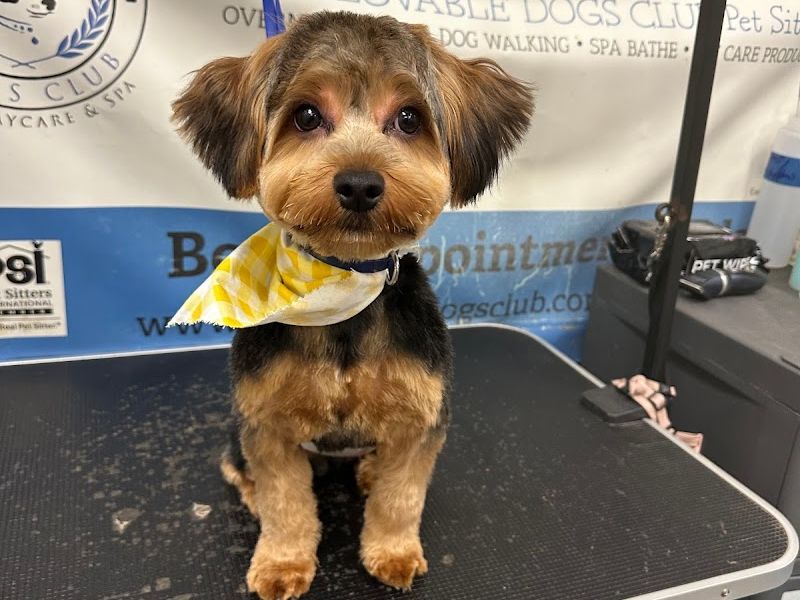 The Lovable Dogs Club Dog Daycare and Spa