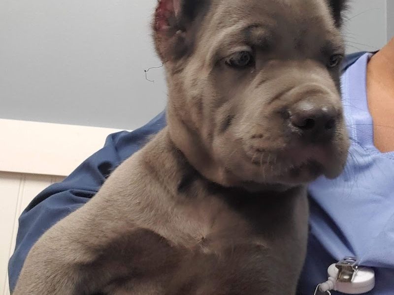 Hwy 5 Animal Hospital