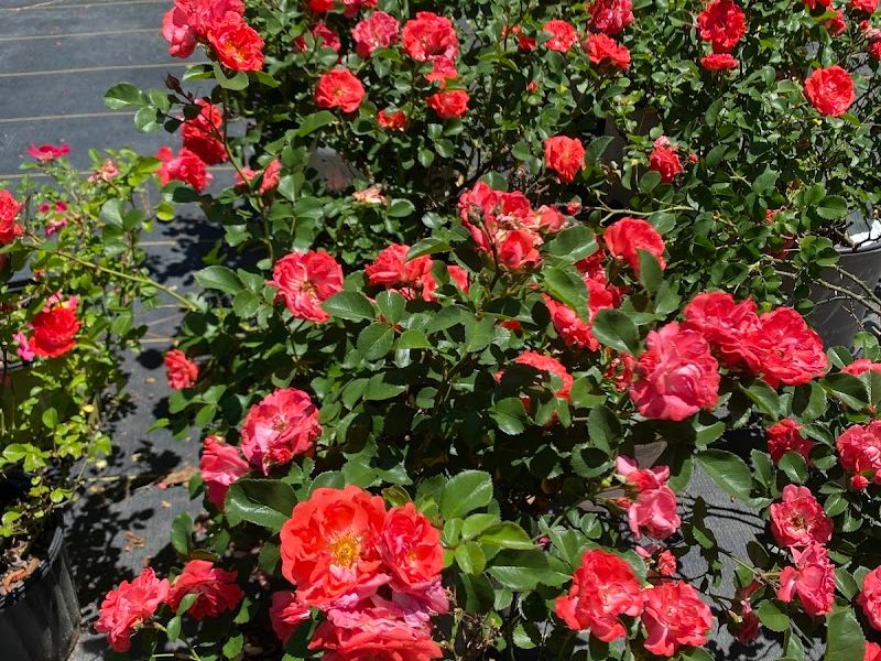 Accent Nursery & Landscaping