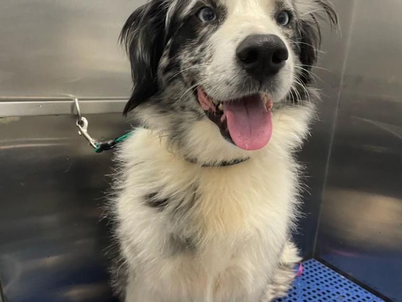 Happy Tails Pet Salon