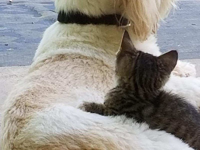 Carroll County Animal Hospital: Figueroa Christina DVM