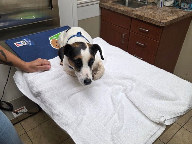 VCA Carrollton Animal Hospital