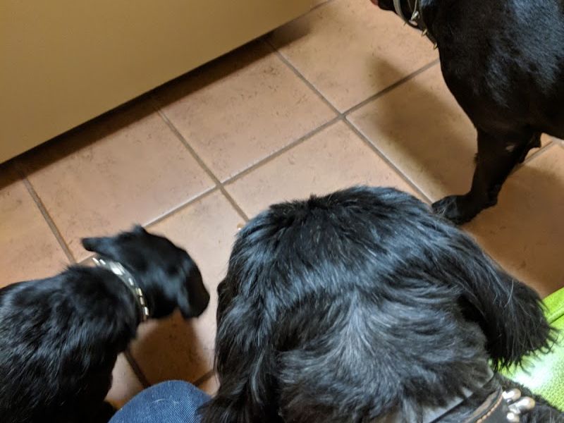 Four Paws Animal Hospital