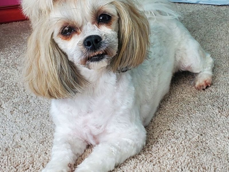 Professional Pet Groom