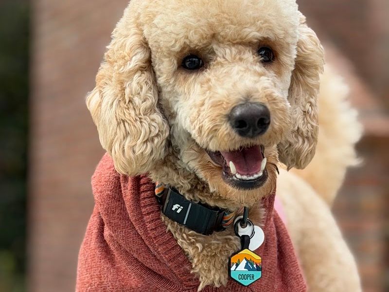 The Doodle Groomer