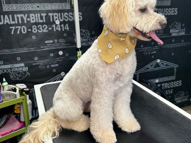 Mutt Makeovers