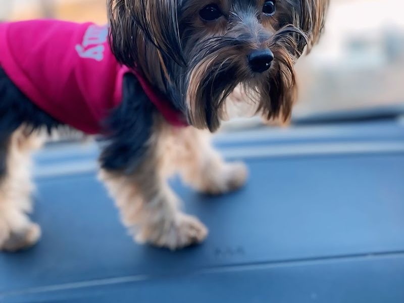 PetSmart Grooming