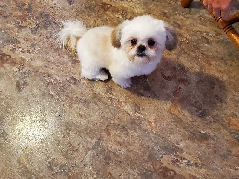 Sprinkle's Grooming