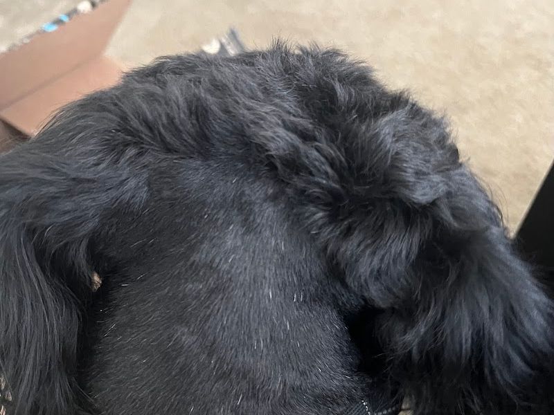 PetSmart Grooming