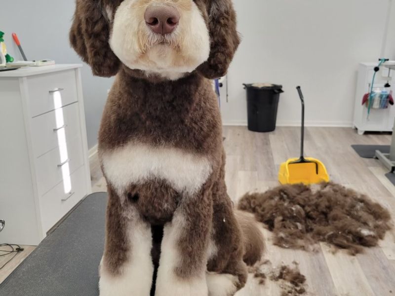 Diamond in the Ruff Grooming Salon LLC