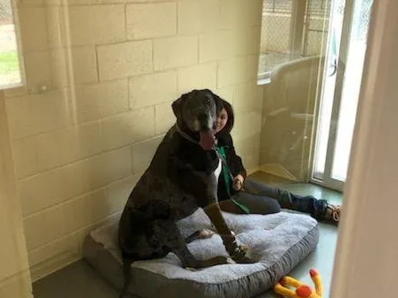 Dorby's Dog House Pet Resort