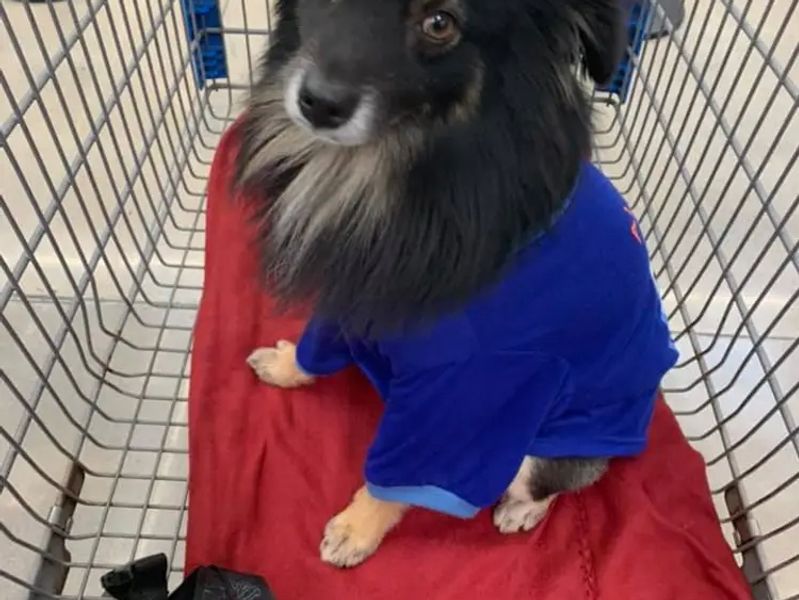 Dog Prissy Paws Pet Salon