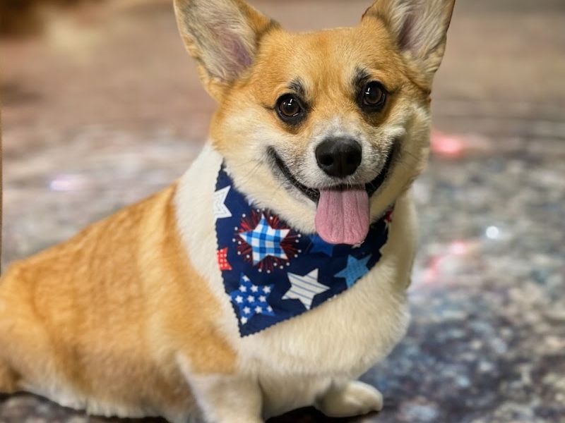 Rae Rae’s Dog Grooming LLC