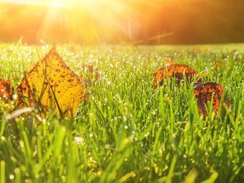 Peach State Turf Care, Inc.
