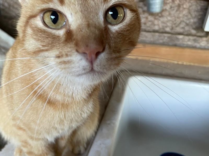 Franklin Veterinary Hospital, PA