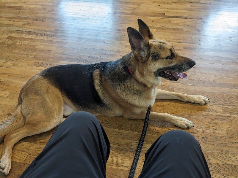 Bowdon Animal Hospital