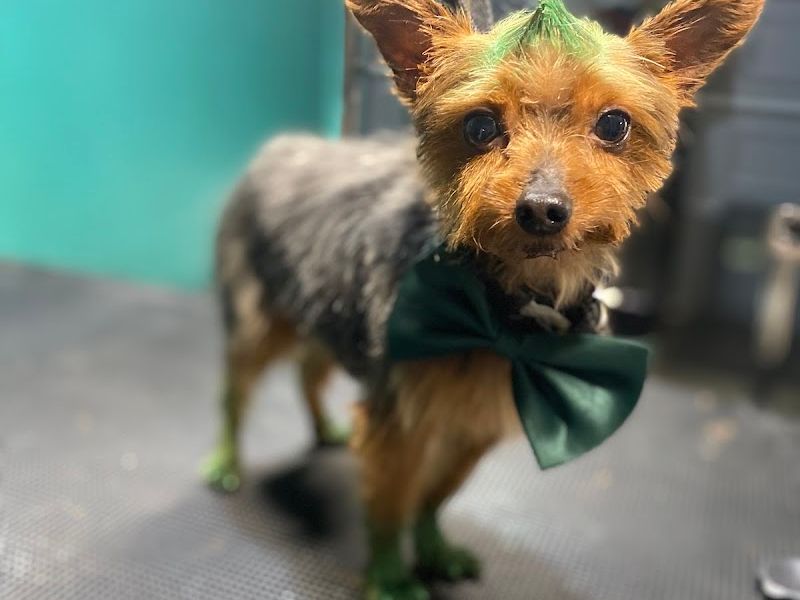 Dog On Pretty Grooming