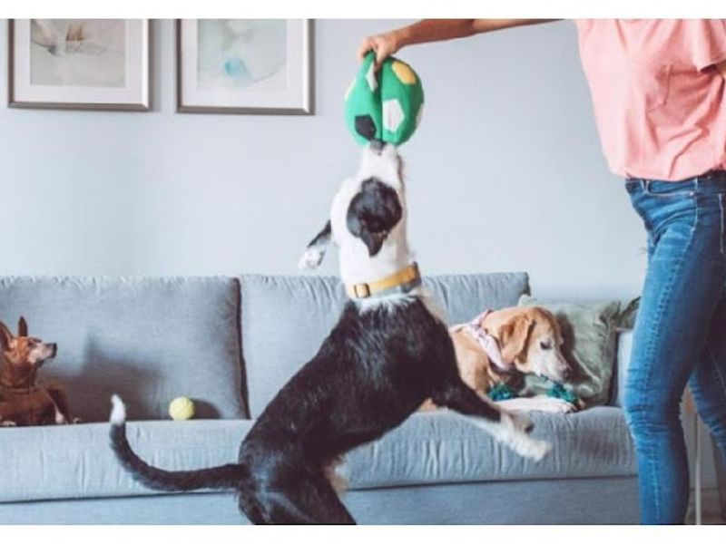 Walmart Pet Services