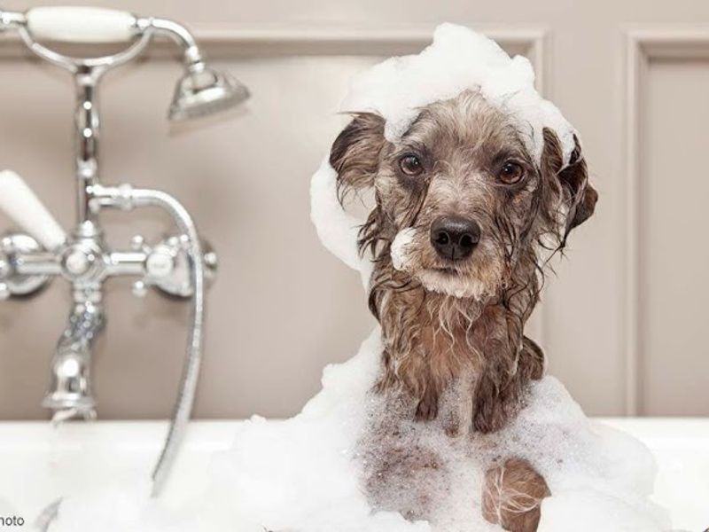 Furry Friends Pet Grooming