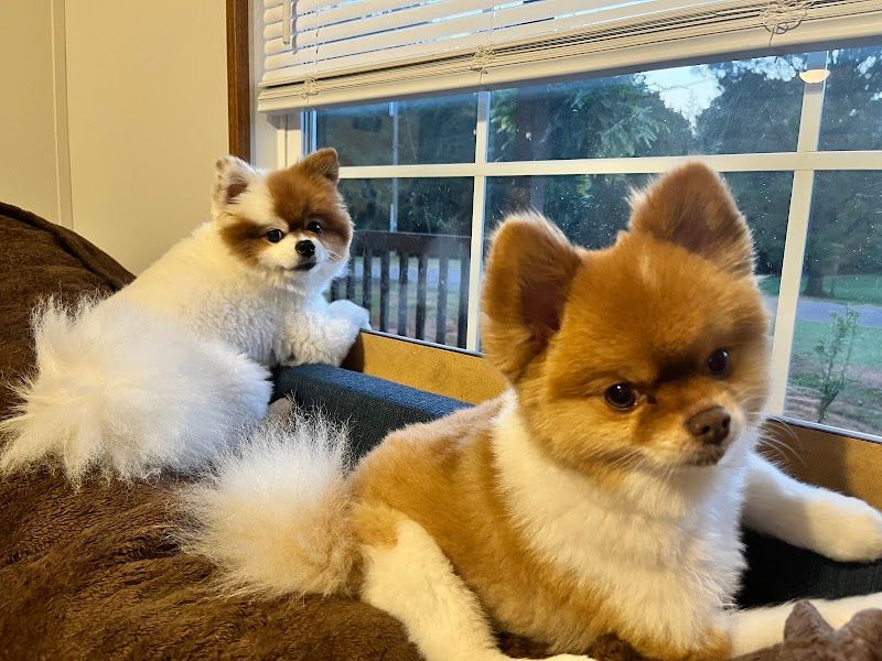 Doggie Styles Grooming and Boarding