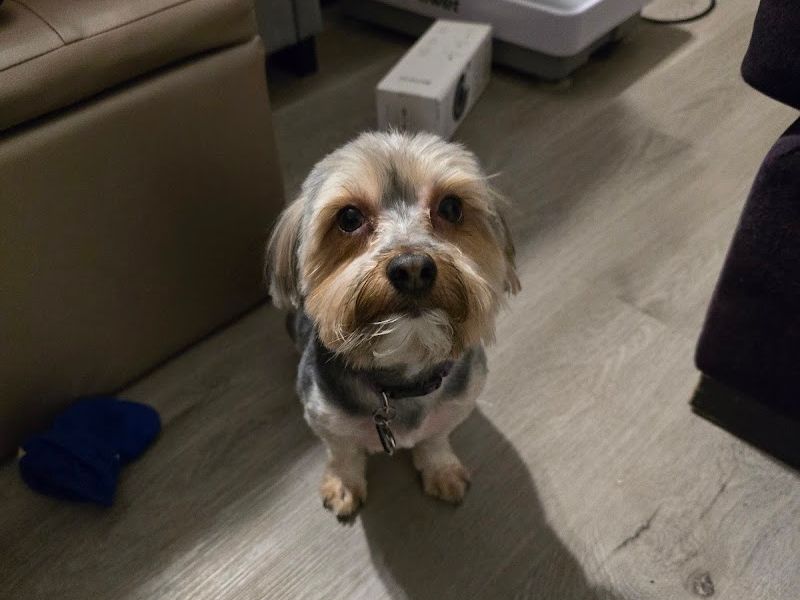 Rover Makeover Grooming