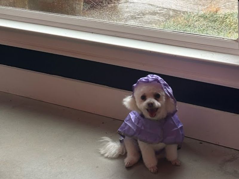 Dogs By Design