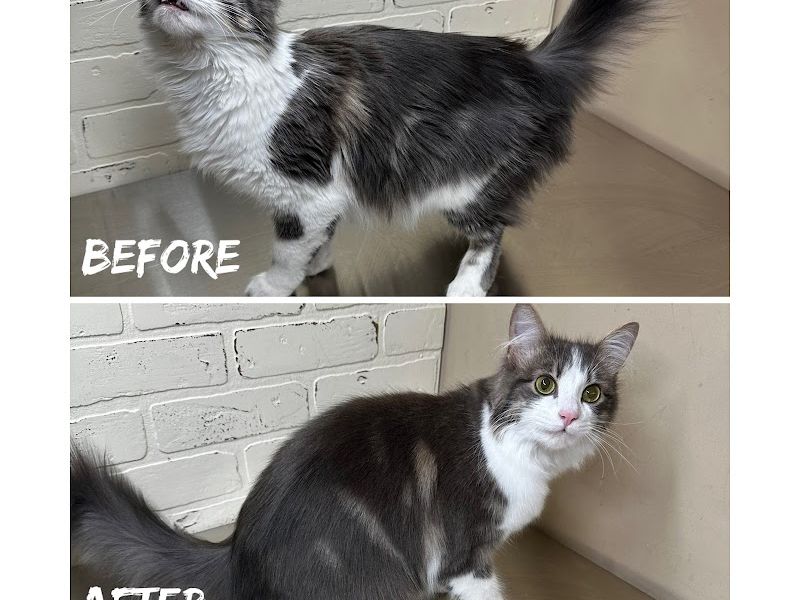 Fluffin' It Feline Grooming