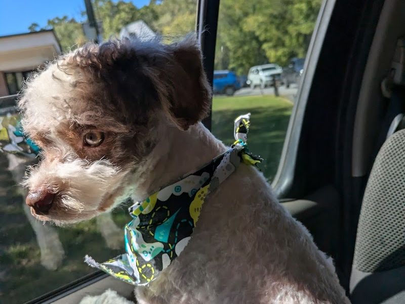 Prestigious Paws grooming salon