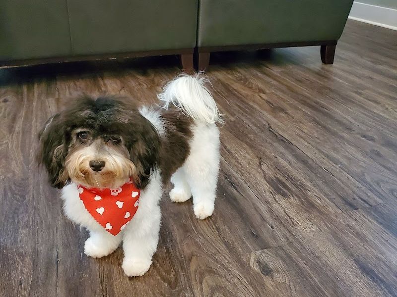 Adorable Pet Day Spa