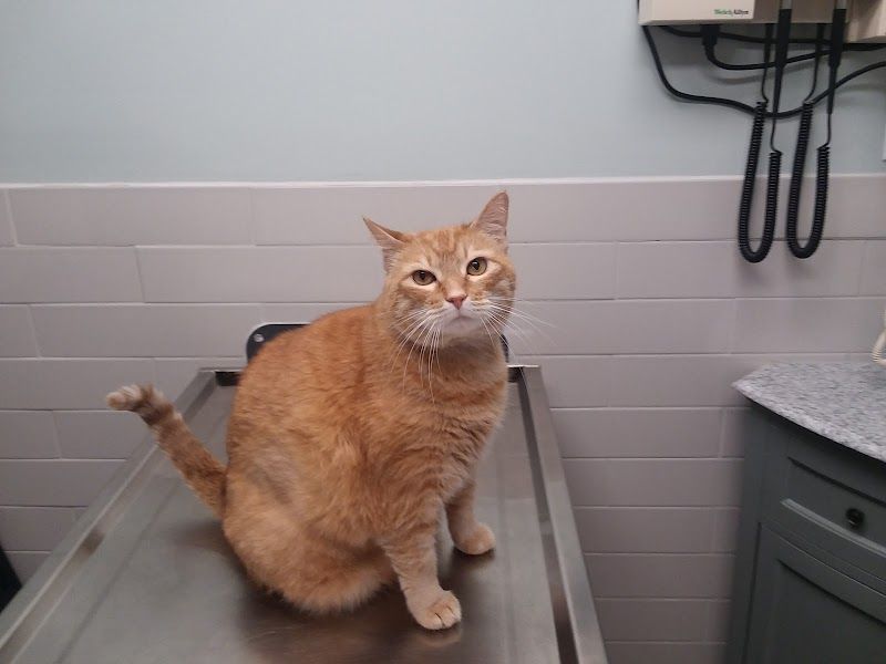 Coweta Animal Hospital