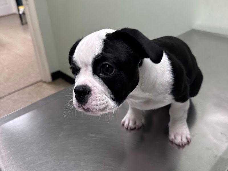 Bankhead Animal Hospital