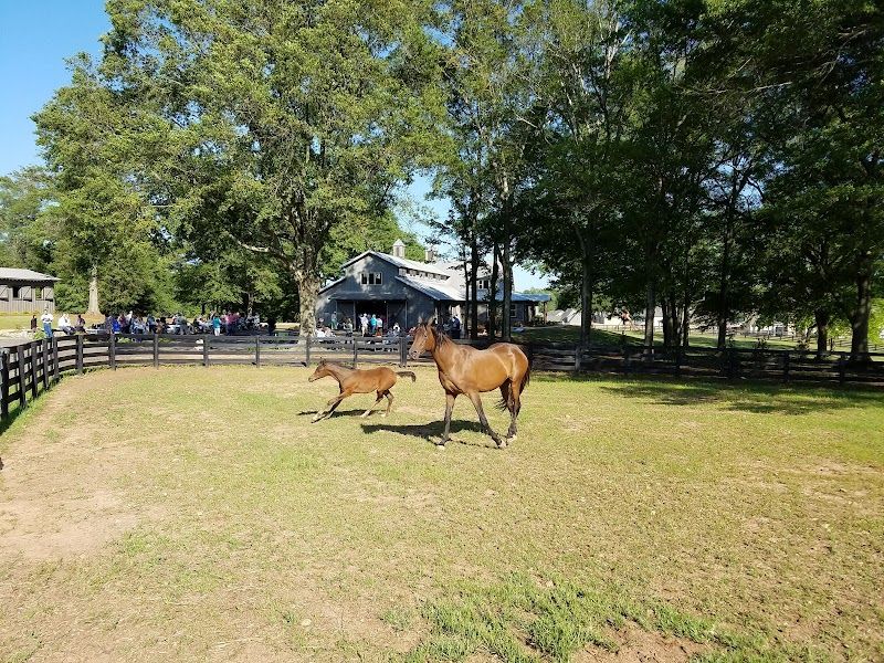 Southern Crescent Equine Services