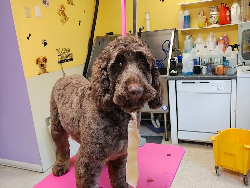 Katrina the Groomer