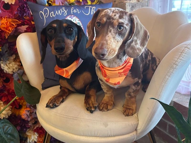 Bella Boo’s Grooming Salon
