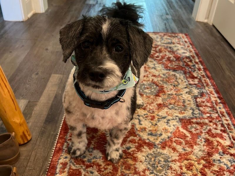 Bark-A-Tude
