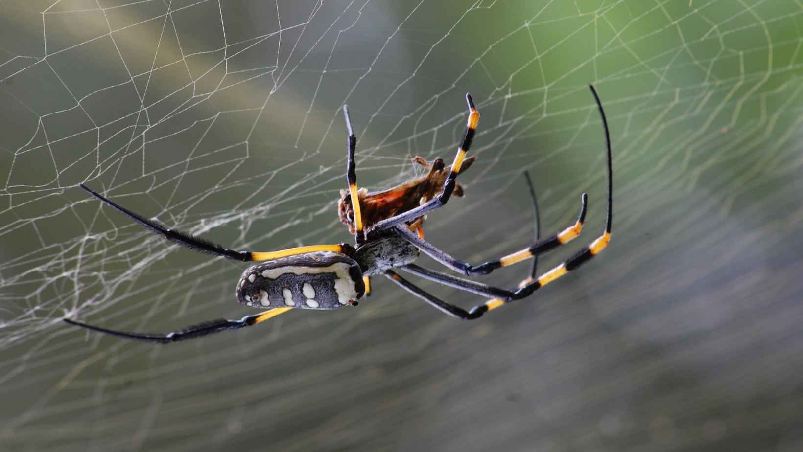 Yellow and black spider