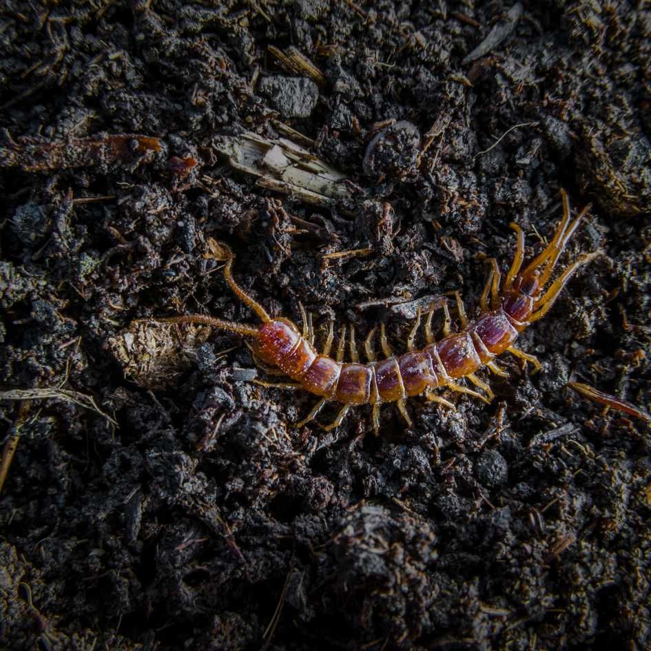 Centipede in dirt