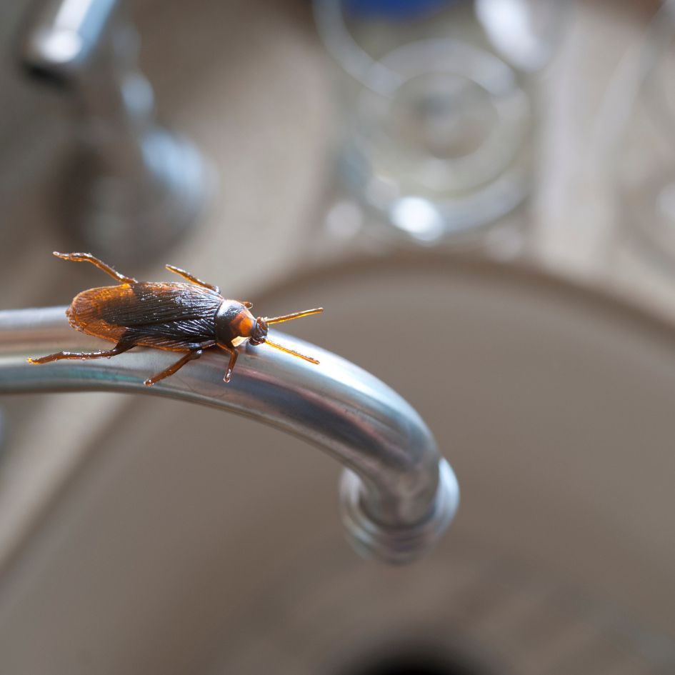 roach on a sink