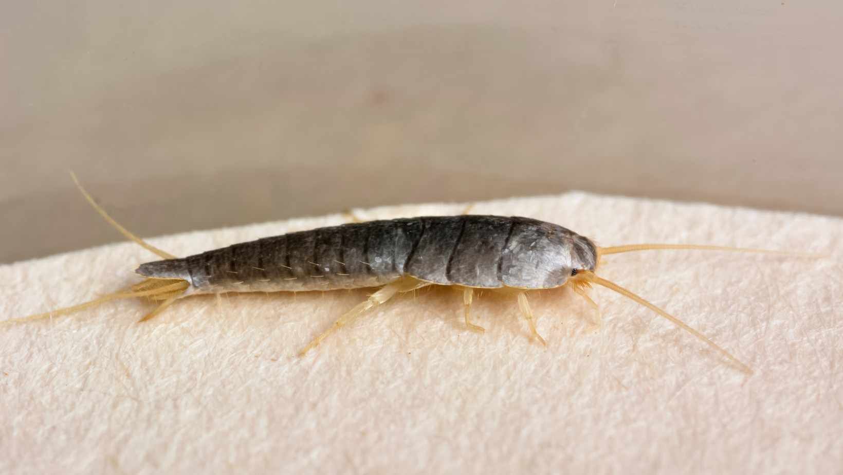 Silverfish closeup