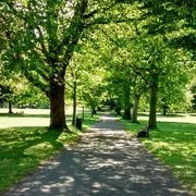 Royal Victoria Park in Bath: Picturesque view of the avenue, lined with beautiful trees, offering a serene and scenic pathway for leisurely strolls