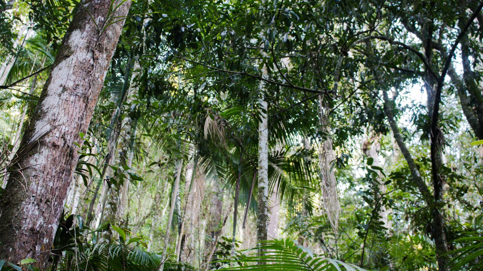 Why Marqeta is planting 200 trees in the Amazon
