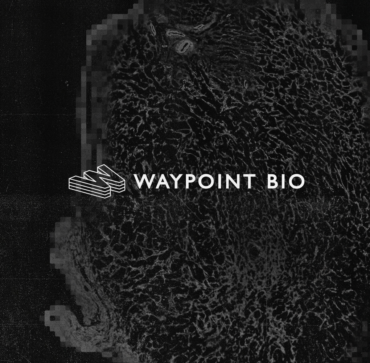 Waypoint Bio: Immune Engineering